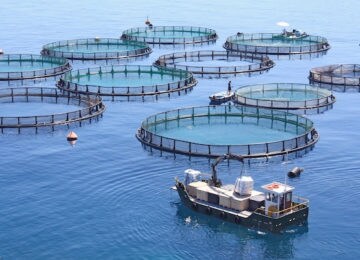 Clara Aguilera: “La acuicultura debe convertirse en una prioridad política para la UE»