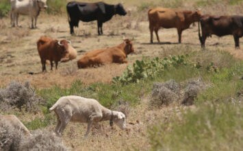 La Junta comienza a distribuir 6,7 millones de dosis de vacunas para proteger al ganado frente a la lengua azul