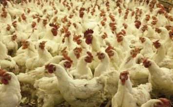 Unión de Uniones defiende las granjas avícolas de modelo familiar  frente a las macrogranjas