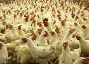 Las explotaciones afectadas por gripe aviar se elevan a 20 al confirmarse cinco nuevos focos