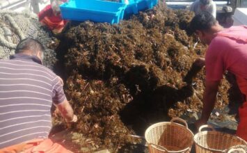 Abierto el plazo para solicitar las nuevas ayudas destinadas a la flota afectada por el alga invasora