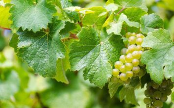Cómo los multiples usos de la uva ayudan a modernizar la agricultura
