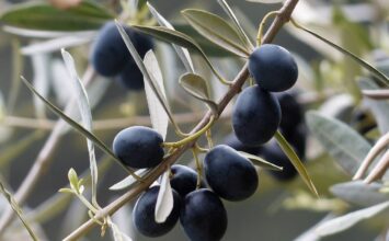 Granada acoge este jueves un foro internacional sobre aceite de oliva