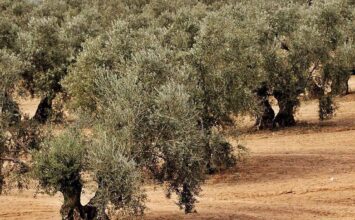 Unión de Uniones presenta en el Congreso una iniciativa para que se concedan ayudas directas al olivar y viñedo