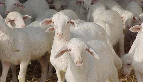 La Junta de Andalucía confirma un caso de lengua azul en una explotación de ovino en Cádiz