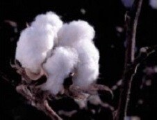 Abierta convocatoria de ayudas directas a algodón, remolacha azucarera y frutos de cáscara