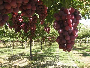 La producción de uva de mesa de Almería en esta campaña se estima que superará las 2.500 toneladas