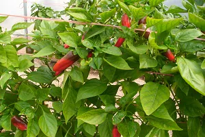 Ifapa realiza varios ensayos con pepino, pimiento y cherry snack