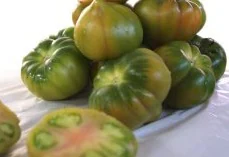 Ifapa La Mojonera estudia técnicas de  conservación para alargar la vida útil del tomate tipo Raf