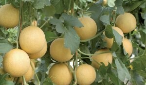 Coag no ve razones fundamentadas para las dificultades en comercialización en melón y sandía