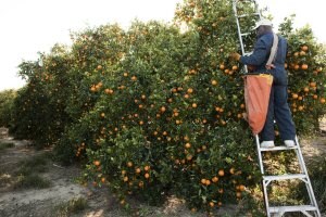 Asaja-Almería informa a los citricultores este jueves sobre el seguro de cultivo