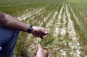 Asaja estima una reducción del 80% de la cosecha de cereal en Los Vélez