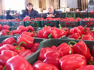 Almería incrementa un 22% el valor de la exportación de frutas y hortalizas frescas en mayo, con 143,3 millones de euros