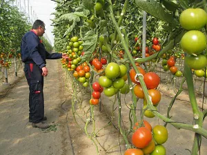 Andalucía lideró en 2013 las exportaciones de alimentos con ventas por valor de 7.139 millones