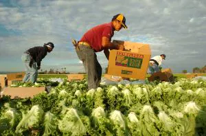 La Junta aprueba los requisitos que debe cumplir el cultivo de lechuga para identificarse como Producción Integrada