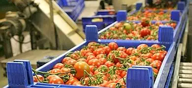 Almería exporta frutas y hortalizas valoradas en 1.112 millones de euros en el primer semestre, un 8% más que el año pasado