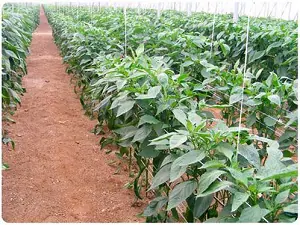 Agrinature Indálica lanza al mercado un hilo biodegradable que facilita la gestión de restos vegetales