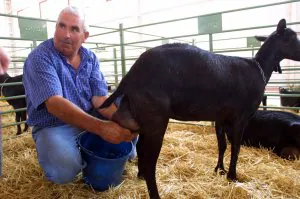 La caída del precio de la leche pone en ‘jaque’ a productores de Almería
