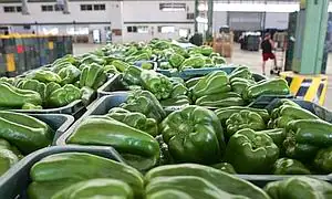 Asaja pide a Aduanas que agilice la información sobre  importaciones de frutas y hortalizas