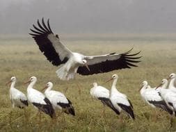 Los parques naturales de Sierra María-Los Vélez y Cabo de Gata-Níjar acogen las actividades del Día Mundial de las Aves
