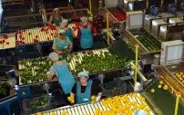 Agosto consolida la senda del crecimiento de la exportación de frutas y hortalizas