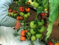 Almería cultivará con control biológico esta campaña unas 25.000 hectáreas de frutas y hortalizas, el 90% del total invernado