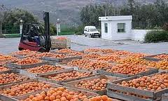 Asaja informa de la decisión de Brasil de suspender sus exportaciones de naranja por exceso de plagas