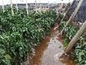 Agricultores denuncian en COAG la inundación de sus invernaderos por la rotura de una tubería de bombeo de la Balsa del Sapo