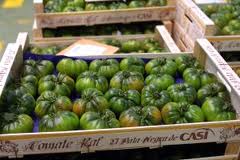 Asaja denuncia que el precio del tomate ha caído un 36% en un mes por la competencia desleal marroquí