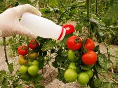 La superficie de tomate con control biológico se duplica en esta campaña