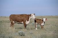 La Junta autoriza el anticipo de más de 20,1 millones de euros  de la prima de la vaca nodriza para 2.643 ganaderos
