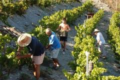 Arias Cañete subraya la importante contribución de la vitivinicultura a la economía agraria, al empleo y al asentamiento de la población