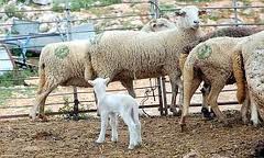 La Junta aprueba una ayuda de 278.000 euros a la cooperativa de ovino-caprino Los Filabres