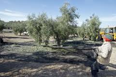 El Ministerio de Agricultura, Alimentación y Medio Ambiente celebra la XXV Demostración Internacional de recolección mecanizada del olivar intensivo en Cabra (Córdoba)