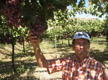 El valor de la producción de uva de mesa de Almería se ha  incrementado esta campaña un 9%