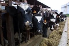 Santalla: “Resolver la crisis láctea es sólo cuestión de voluntad”