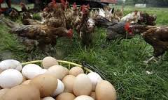 Almería incrementa un 86,8% el valor de la venta de huevos en el exterior el pasado enero y se sitúa como la octava exportadora de España