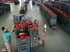 Asaja estima que se ha reducido en 15.000 kilos por hectárea  la producción de pimiento