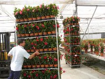Francia compra más de la mitad de los bulbos y plantas vivas que cultiva Almería y Holanda el 100% de las flores