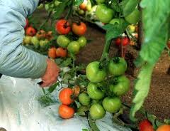 Top Seeds Ibérica inicia la campaña de otoño en tomate