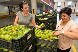 “CASI Aeropuerto” ha iniciado hoy la subasta con la venta de 35.000 kilos de tomate