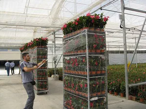 Almería incrementa un 53% el valor de las exportaciones de plantas y flor ornamental