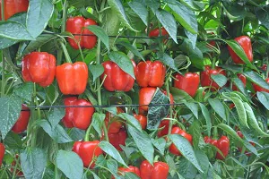 Top Seeds Ibérica organiza unas jornadas de puertas abiertas para presentar sus nuevas variedades de pimiento rojo California