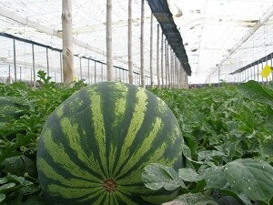La vega de Adra dejará de producir este año 24 millones de kilos de melón y sandía por falta de calidad del agua