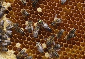 El Parlamento Europeo aprueba que el polen como componente de la miel