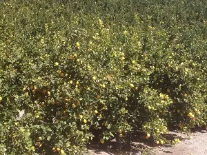 Los citricultores de Almería se plantan por la falta de precio