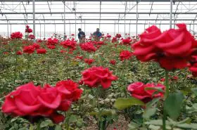 El mercado de flores y plantas se estanca