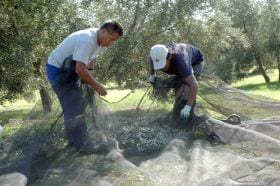La producción de aceite de oliva ha alcanzado 1,36 millones de toneladas, por encima de las previsiones de campaña