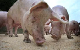 El sector porcino bate record de producción y exportación en 2015