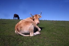 La OIE reconoce oficialmente a España sin riesgo del mal de las vacas locas lo que facilita la exportación